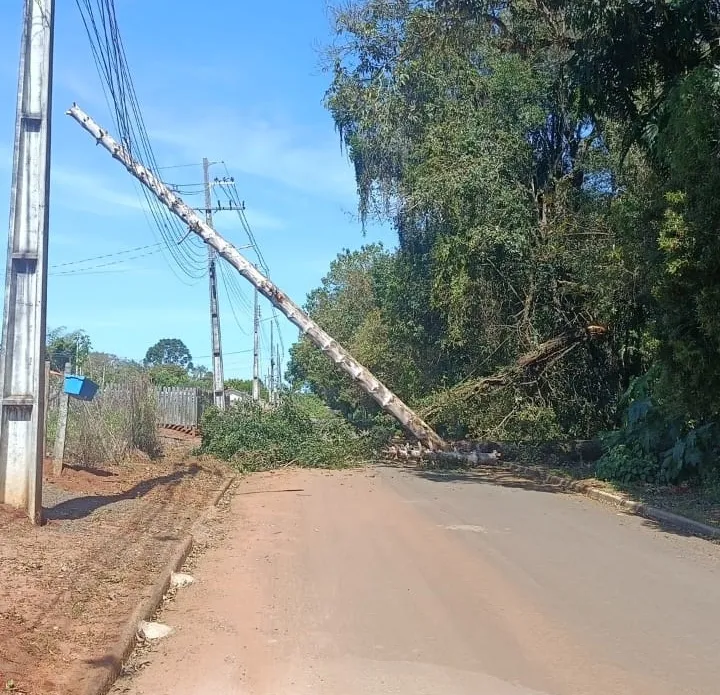 CURIÚVA: Queda de pinheiro sobre rede elétrica gera risco e pode deixar bairro Caetê Velho sem energia