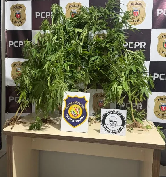 Polícia Civil e Guarda Municipal localizam cultivo de maconha em residência de Telêmaco Borba