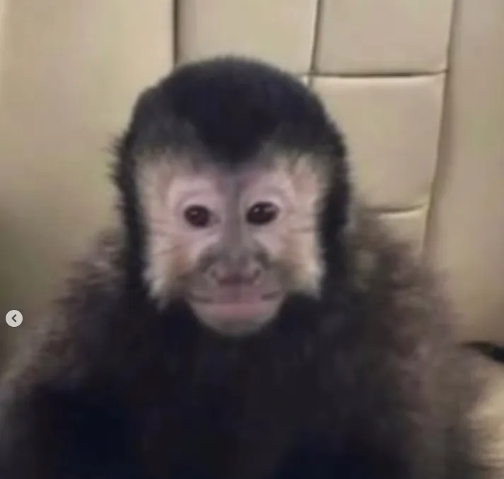 Macaco de ex-deputado foge após as eleições, causa confusão na vizinhança e é encontrado bebendo álcool e usando remédios