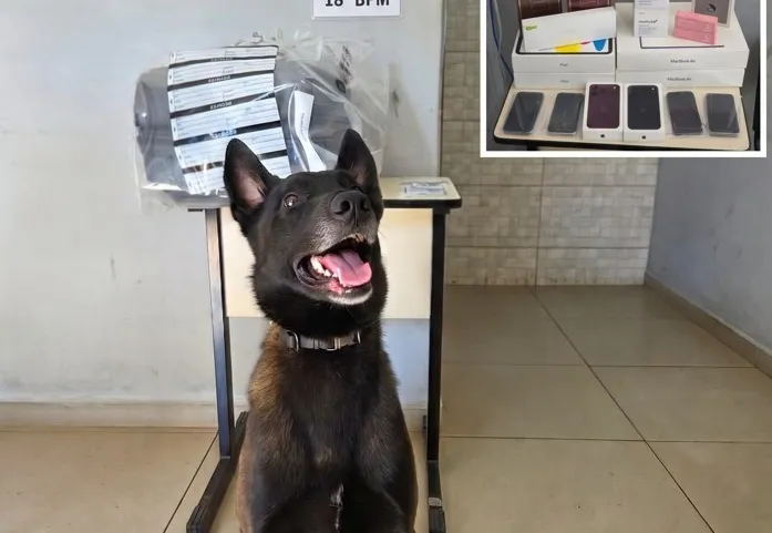 Reprodução 